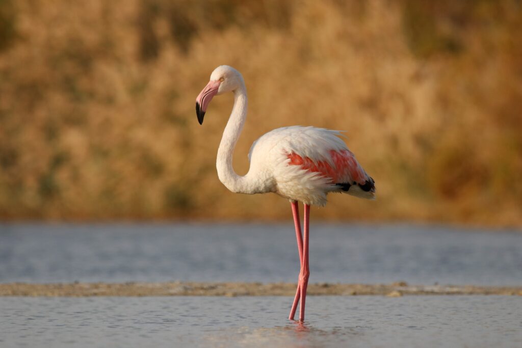 פלמינגו גדול בתמונה טובה מקרוב בפארק הצפרות באילת 