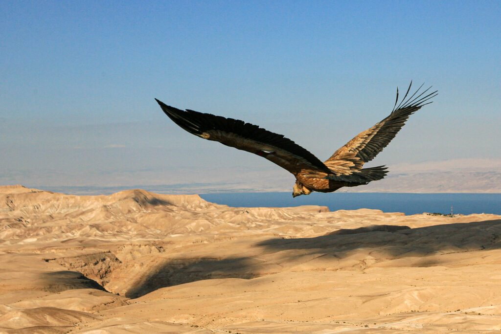 נשר דואה מעל מדבר יהודה על רקע ים המלח 