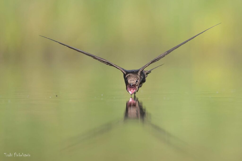 סיס חומות בתקריב עם פה פתוח 