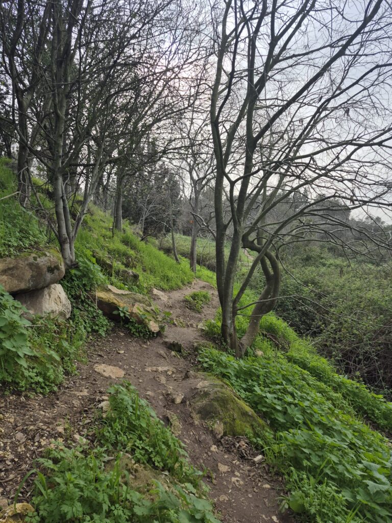 שביל בטבע בטיול סובב דליה עם פריחה וירוק ועצים 