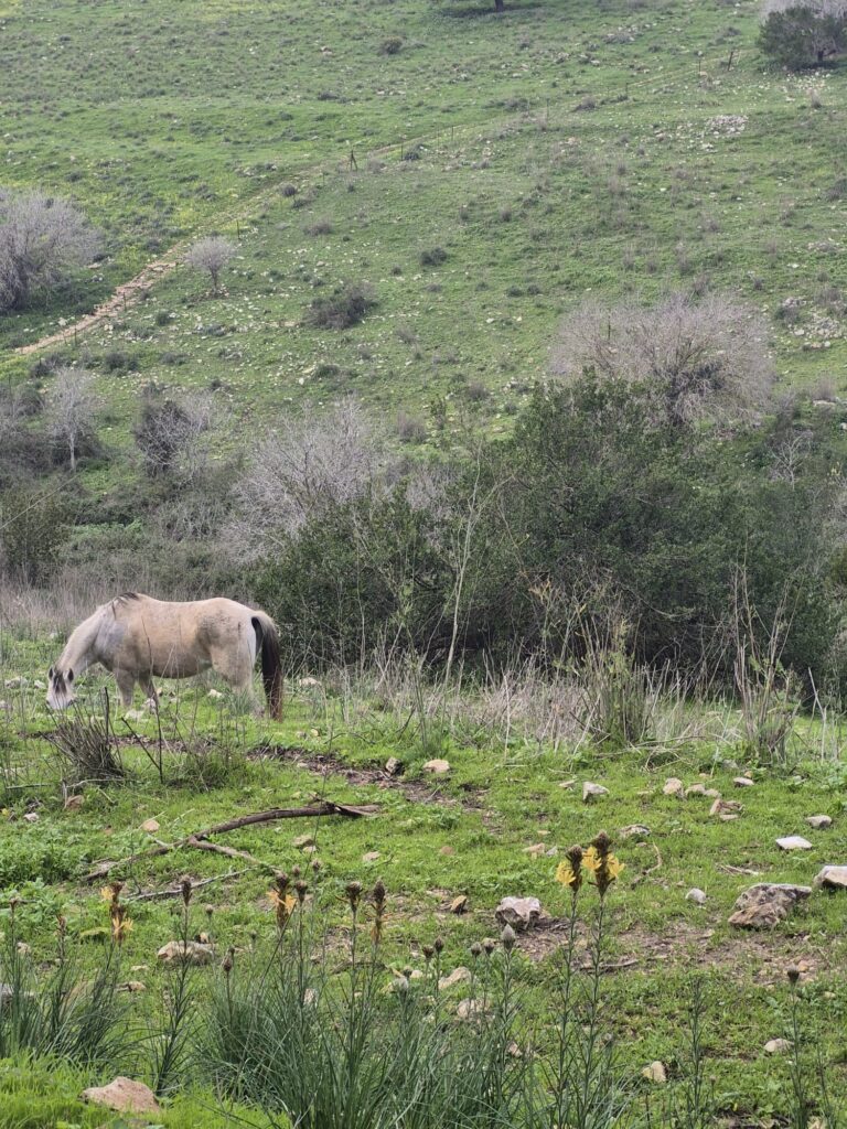סוס בשטח פתוח ופורח בקיבוץ דליה 