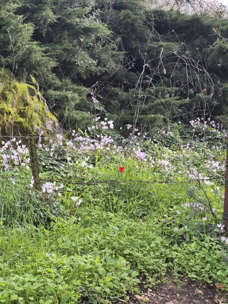 פריחת רקפות בקיבוץ דליה 