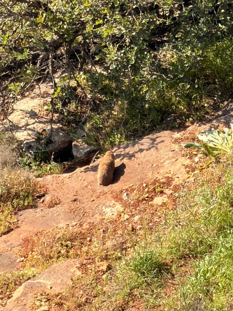 תמונה של שפן סלע בוואדי של נחל עמוד תחתון 