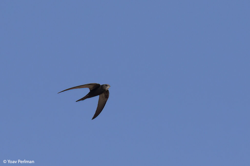 סיס חומות עף בשמיים 