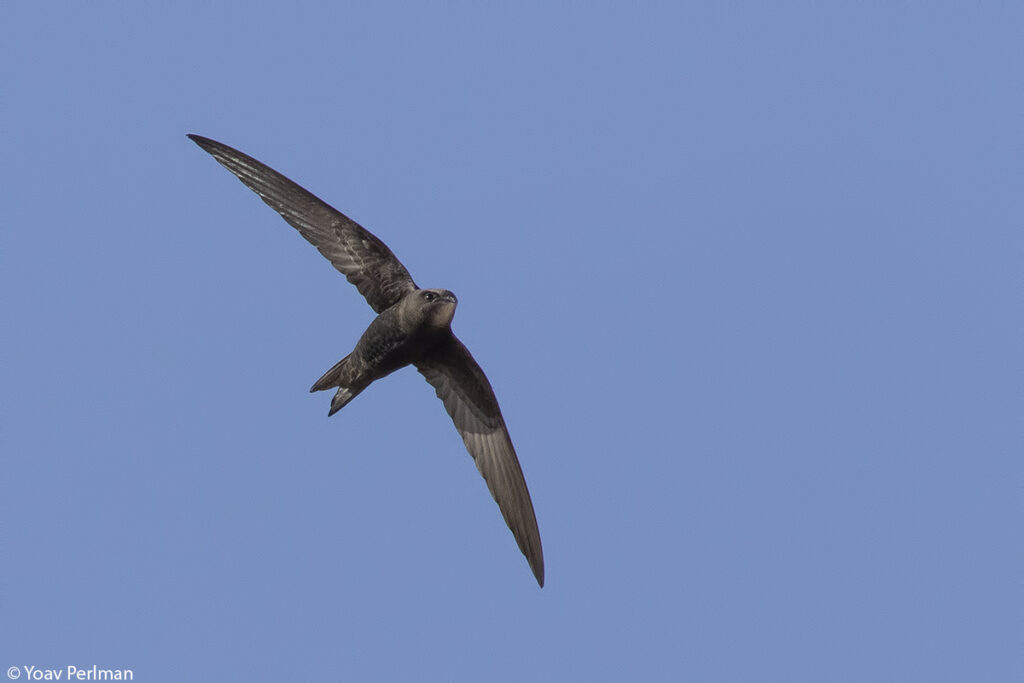 סיס חומות עף בשמיים עם כנפיים פרוסות 