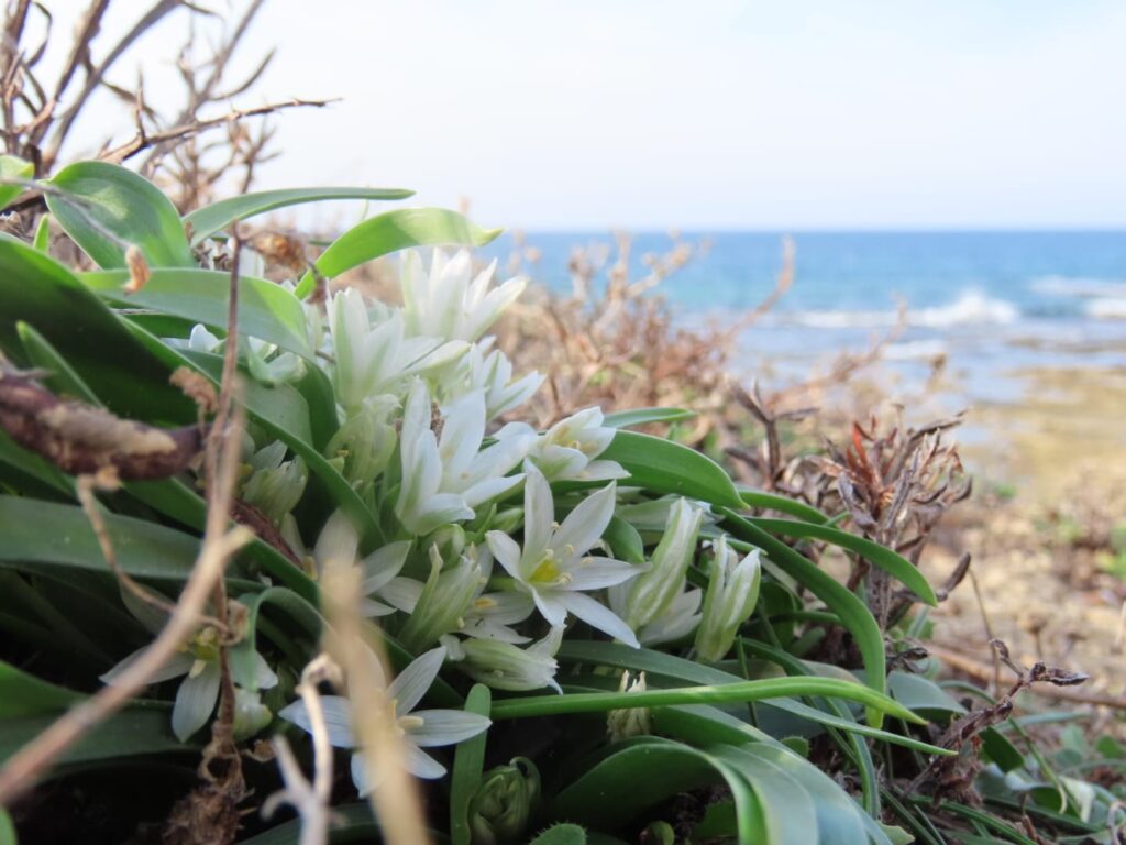 פרחים בחוף צפוני עכו 