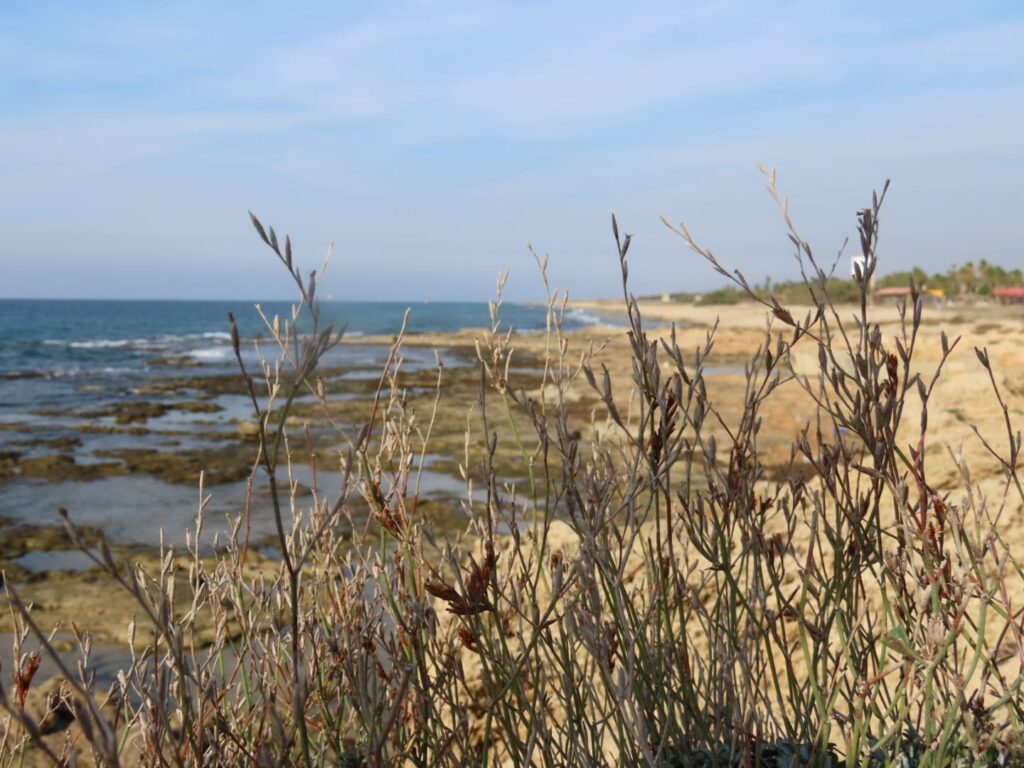 צילום דרך צמחיה לכיוון הים בחוף צפוני עכו 