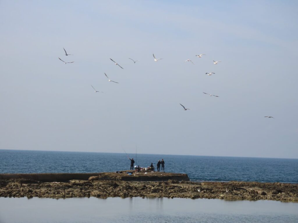 דייגים במזח חוף צפוני עכו בים ושחפים עפים מעליהם 