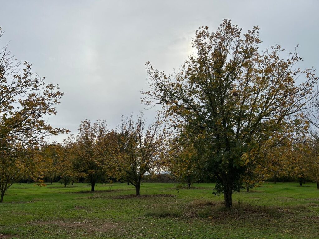 שטח פתוח מלא בדשא ועצים בטיילת עמי 