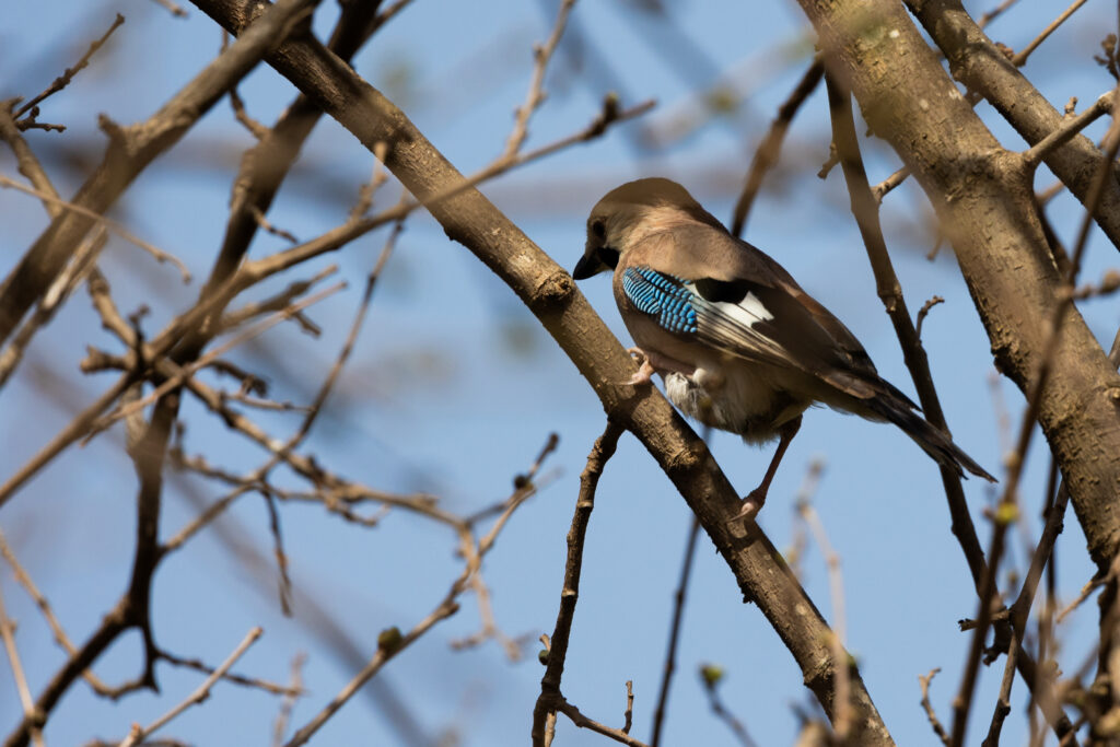 תקריב על ציפור על עץ בנחל פרדסים 
