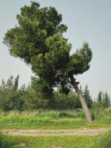עץ מוטה בגבעות כוכב יאיר-צור יגאל