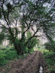 עצים בשביל בגבעות כוכב יאיר- צור יגאל