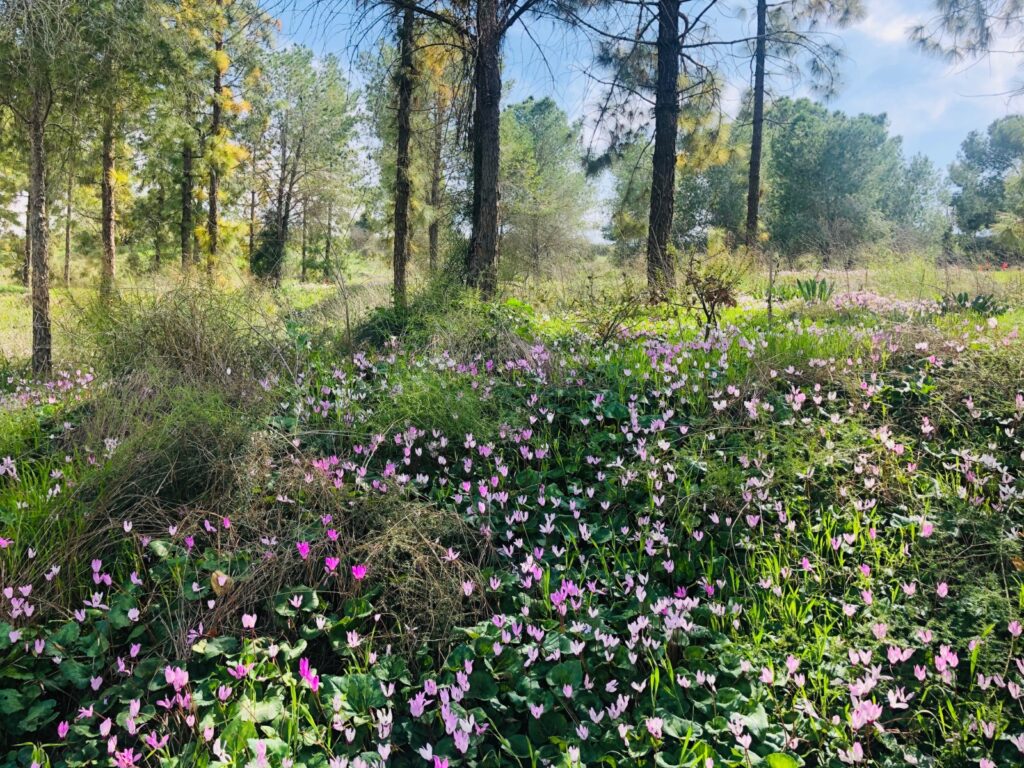 פריחת רקפות בשטח פתוח בגבעות כוכב יאיר-צור יגאל 