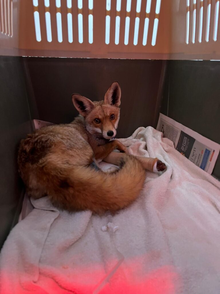 צילום של שועל מסתכל למצלמה בתוך קופסה בטיפול רפואי 