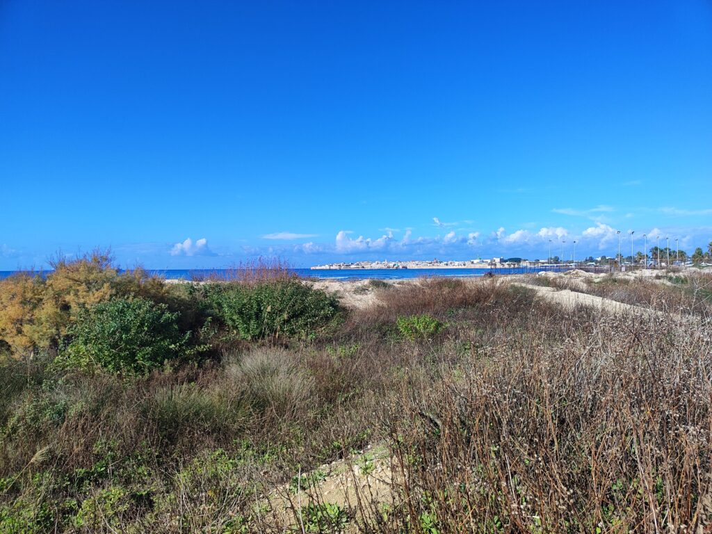 תצפית לשפך נחל נעמן לים בין הצמחיה 