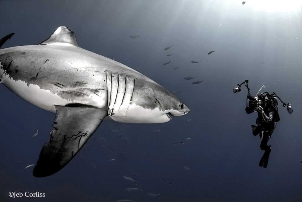 כריש לבן מצולם במעמקי הים ע