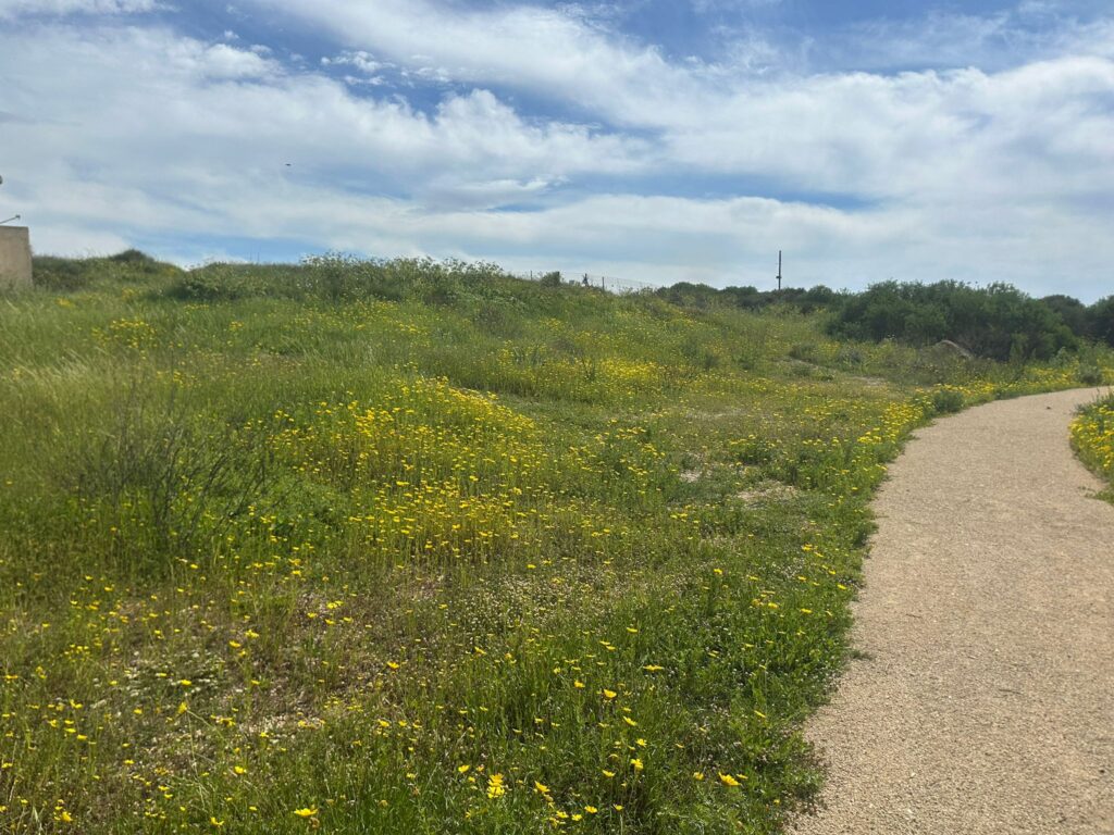 שביל טיול במעגן מיכאל ובצד פריחה ירוקה ופרחים 
