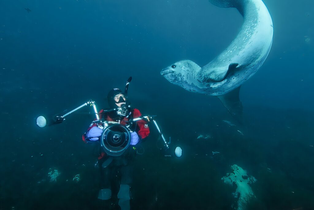 תמונה של עמוס נחום צלם הטבע עם מצלמה גדולה מתחת למים ליד כלב ים גדול