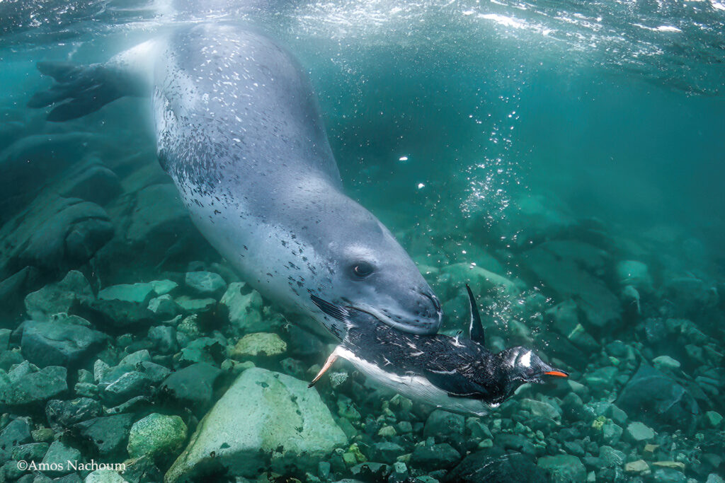 כלב ים נמרי תופס פינגווין 