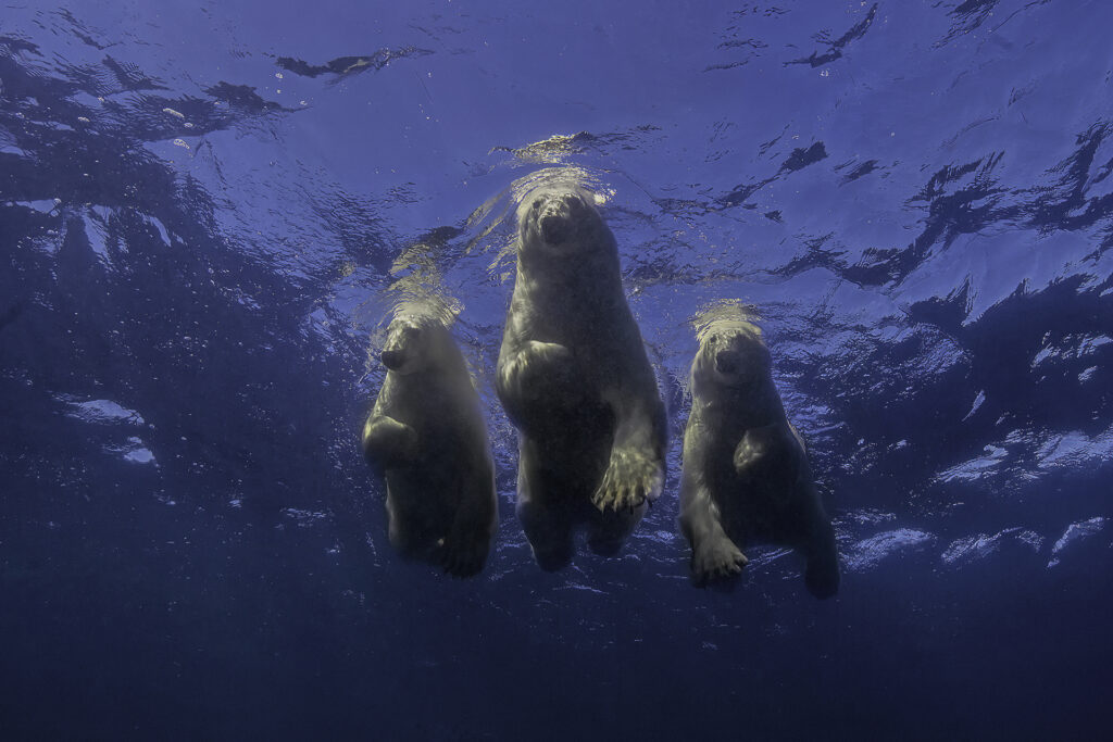 משפחת דובים לבנים בתוך הים 