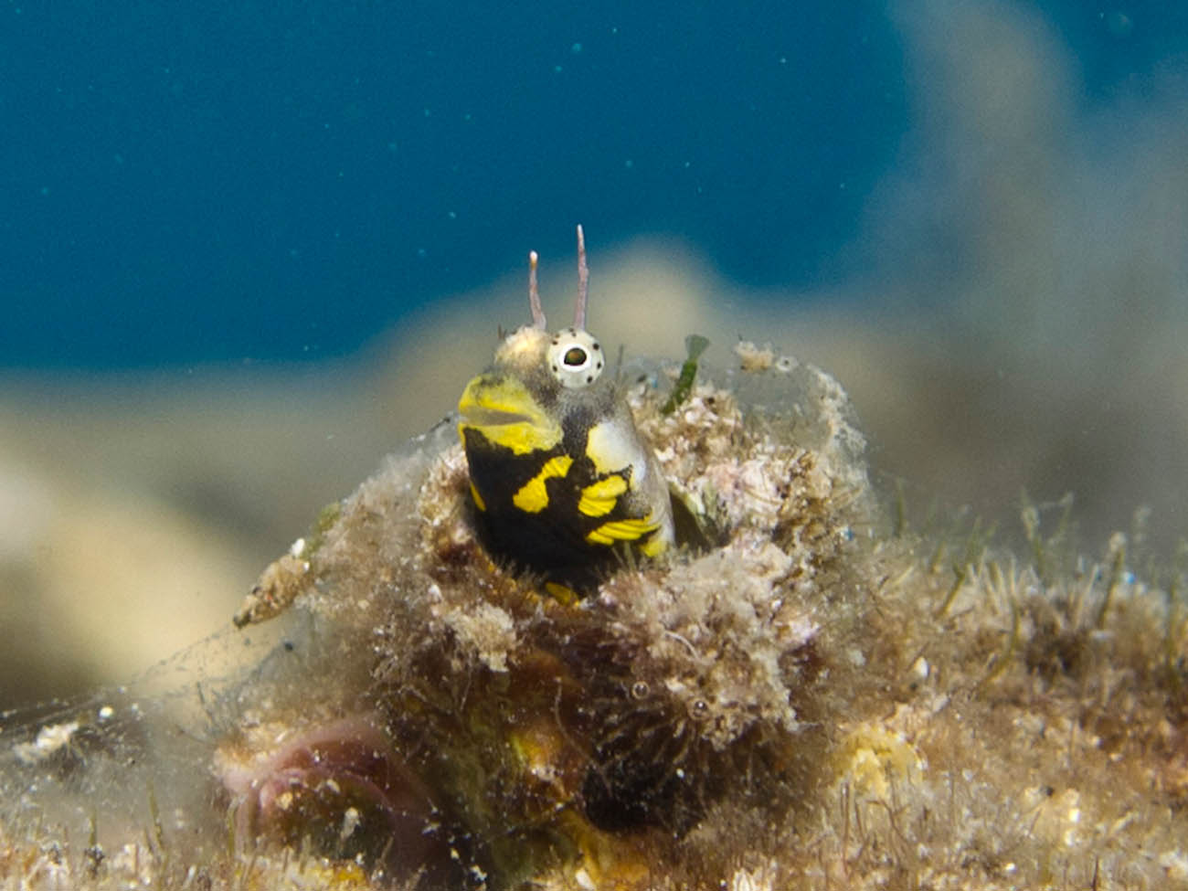 רירן הכתמים במפרץ אילת