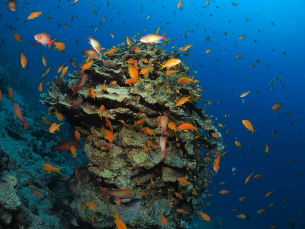 דגים שוחים ליד שונית אלמוגים במפרץ אילת