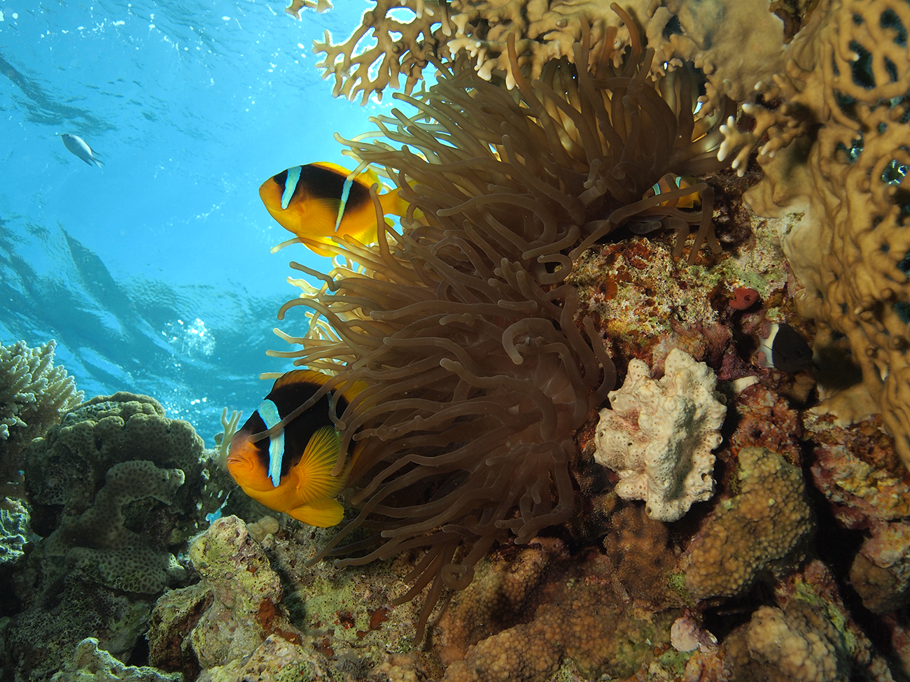 שושנון ים סופי ושושנת ים בשוניות האלמוגים של אילת