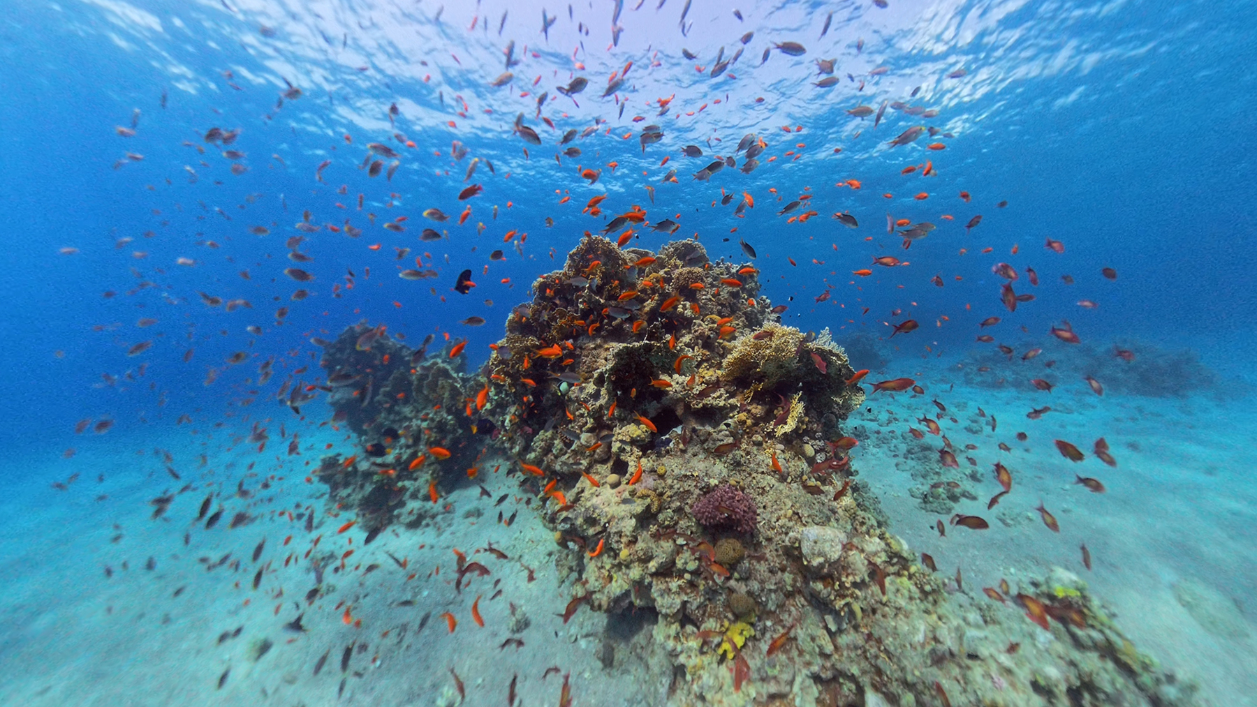 להקת דגים במפרץ אילת
