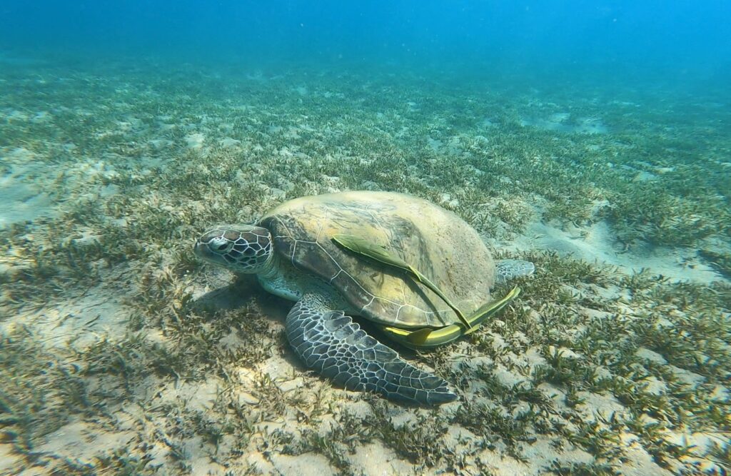 צב ים במפרץ אילת