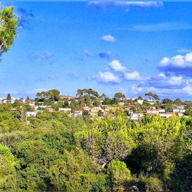 תמונת נוף של כפר החורש וברקע בתים בעת תקופת פריחה