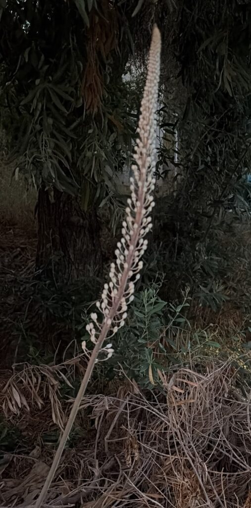 פריחת חצב בחודש יולי