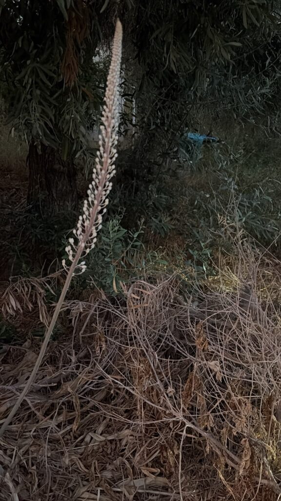 פריחת חצב בחודש יולי
