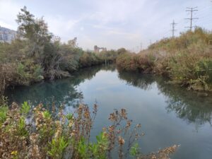 נחל סעדיה מלא במים