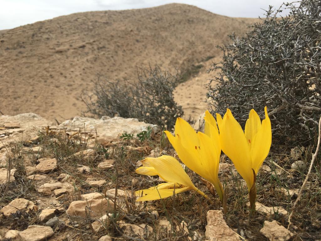 פריחת חלמוניות בירוחם על רקע הר